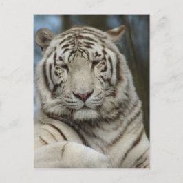 Postal Tigre blanco