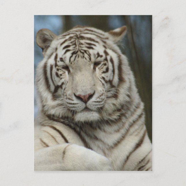 Postal Tigre blanco (Anverso)