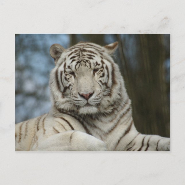 Postal tigre blanco (Anverso)