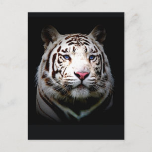 Postal Tigre blanco