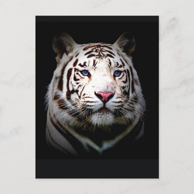 Postal Tigre blanco (Anverso)