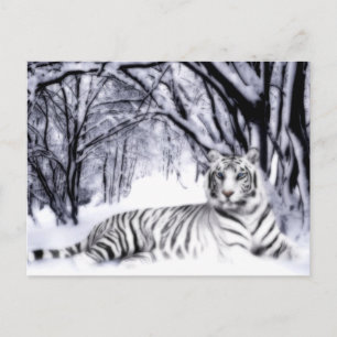 Postal Tigre blanco