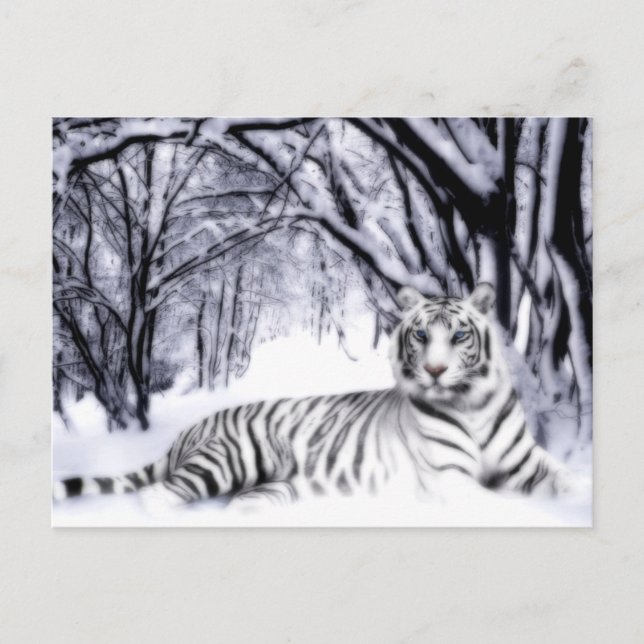 Postal Tigre blanco (Anverso)