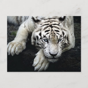 Postal Tigre blanco