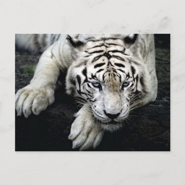Postal Tigre blanco (Anverso)