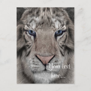 Postal Tigre Blanco
