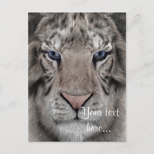 Postal Tigre Blanco (Anverso)