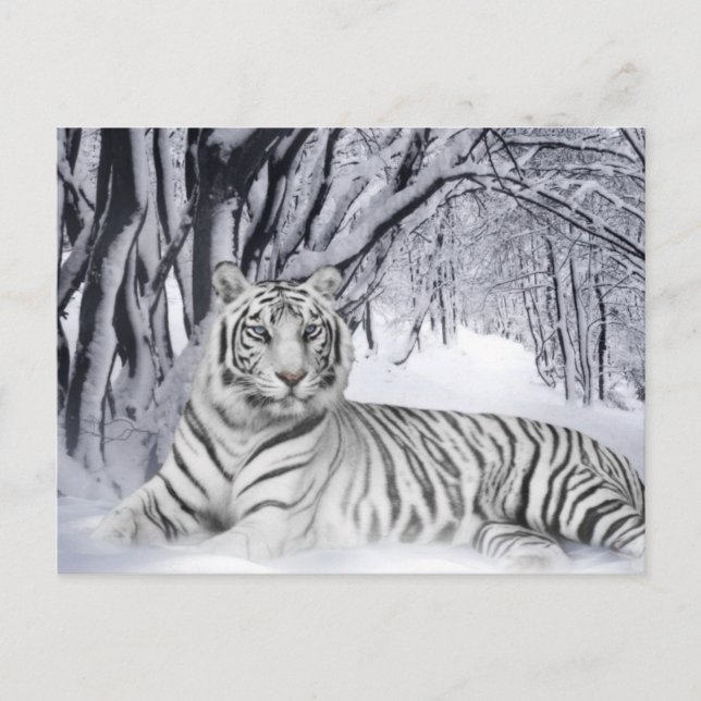 Postal Tigre blanco (Anverso)