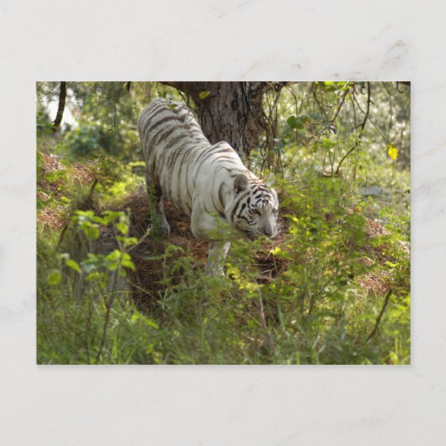 Postal Tigre blanco 010 (Anverso)
