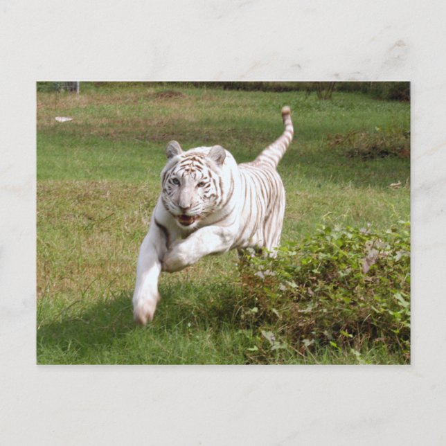 Postal Tigre blanco 3825e (Anverso)