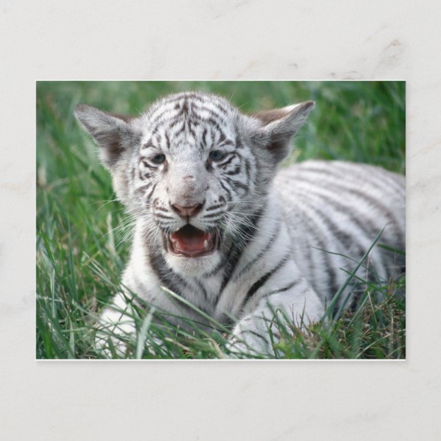 Postal Tigre blanco bebé (Anverso)