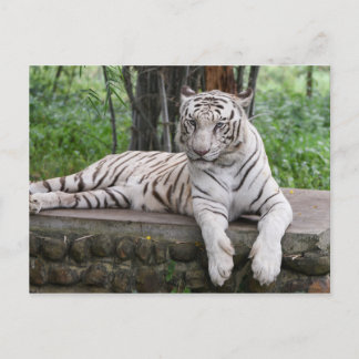 Postal Tigre blanco bengalí