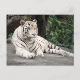 Postal Tigre Blanco Bengalí En La Roca