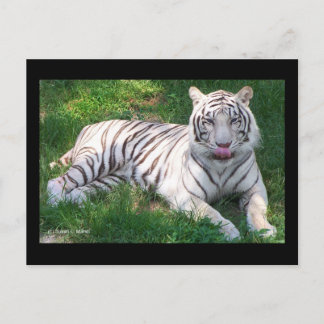 Postal Tigre blanco con ojos azules que se ahogan en la n