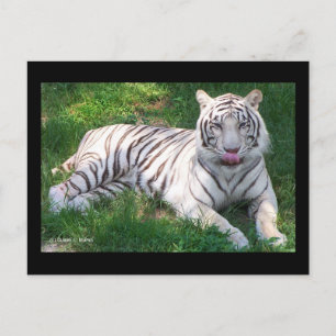 Postal Tigre blanco con ojos azules que se ahogan en la n