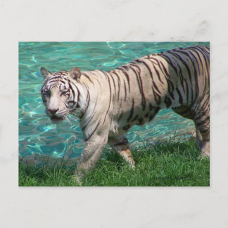 Postal Tigre blanco contra foto de caminante de agua azul