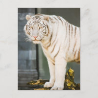 Tigre Blanco De Bengala Mirándote Fotografía
