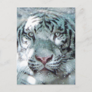 Postal Tigre blanco de nieve
