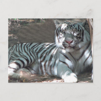Postal Tigre blanco descansando bajo el árbol
