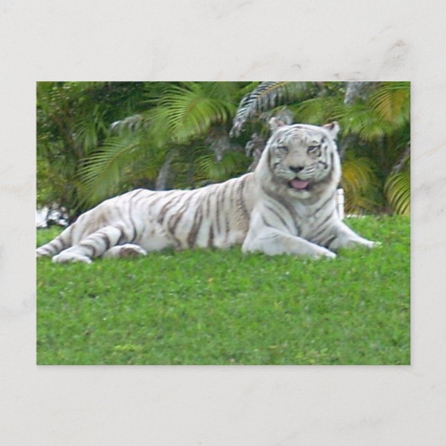 Postal Tigre Blanco Descansando en Tranquilo Prado Verde (Anverso)
