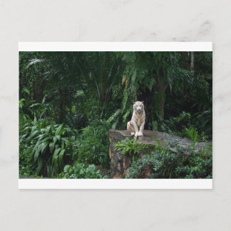 Postal Tigre blanco en la selva