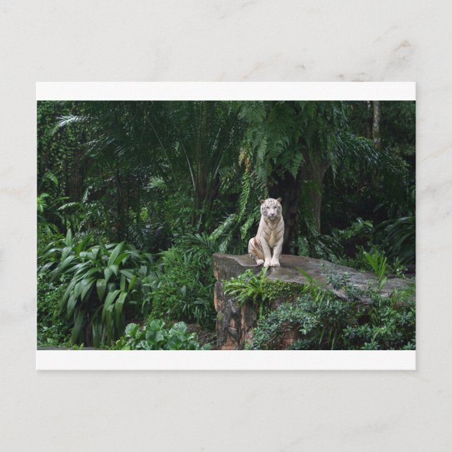 Postal Tigre blanco en la selva (Anverso)