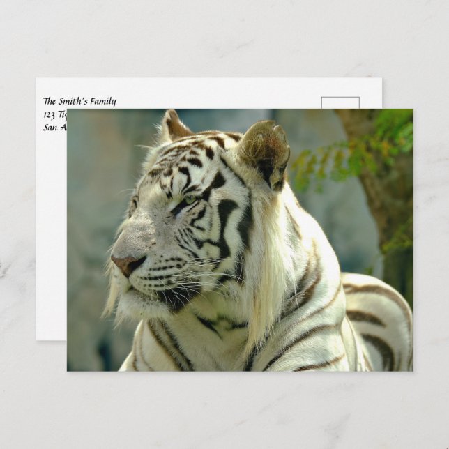 Postal Tigre blanco hacia arriba (Anverso / Reverso)