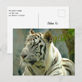 Postal Tigre blanco hacia arriba