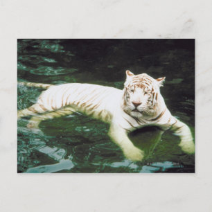 Postal Tigre blanco nadando pacíficamente
