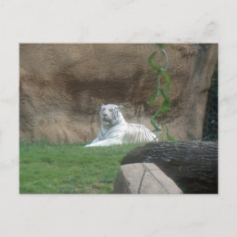 Postal Tigre blanco peregrino