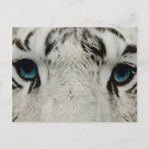 Postal Tigre blanco siberiano