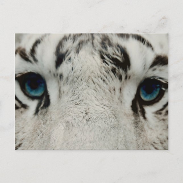 Postal Tigre blanco siberiano (Anverso)