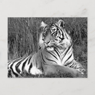 Postal Tigre - Blanco y negro