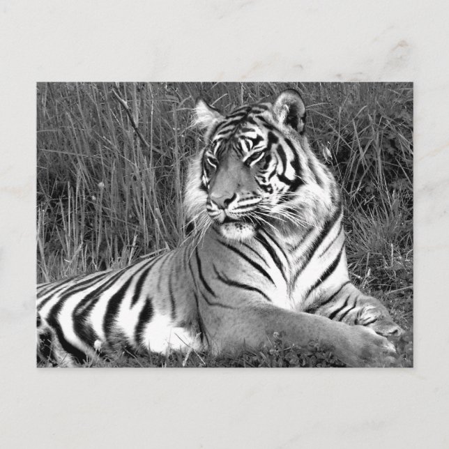 Postal Tigre - Blanco y negro (Anverso)