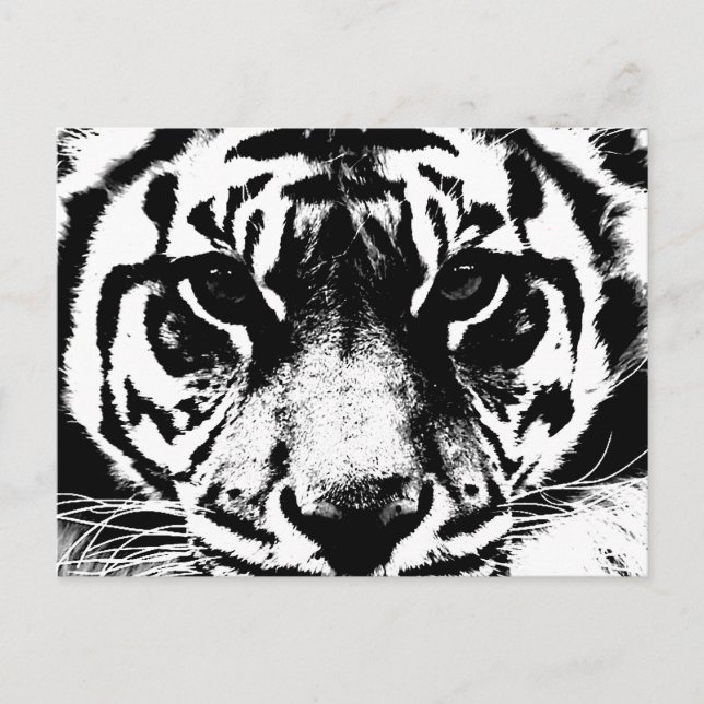 Postal Tigre blanco y negro (Anverso)