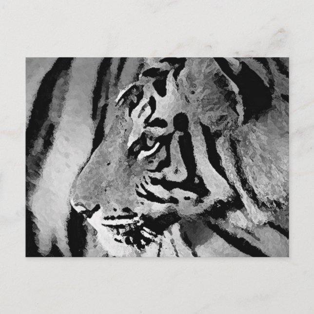 Postal Tigre blanco y negro (Anverso)