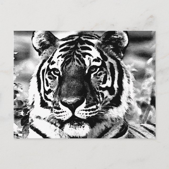 Postal Tigre blanco y negro (Anverso)