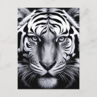 tigre blanco y negro (actualización)