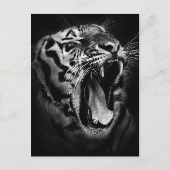 Postal Tigre blanco y negro Inspirador (Anverso)