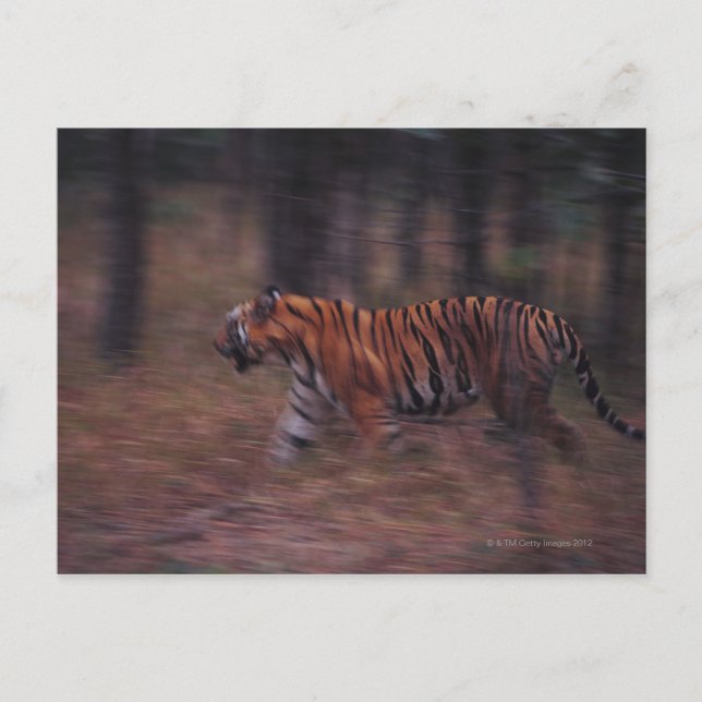 Postal Tigre caminando por el bosque (Anverso)