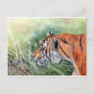 Postal Tigre caminando por la selva