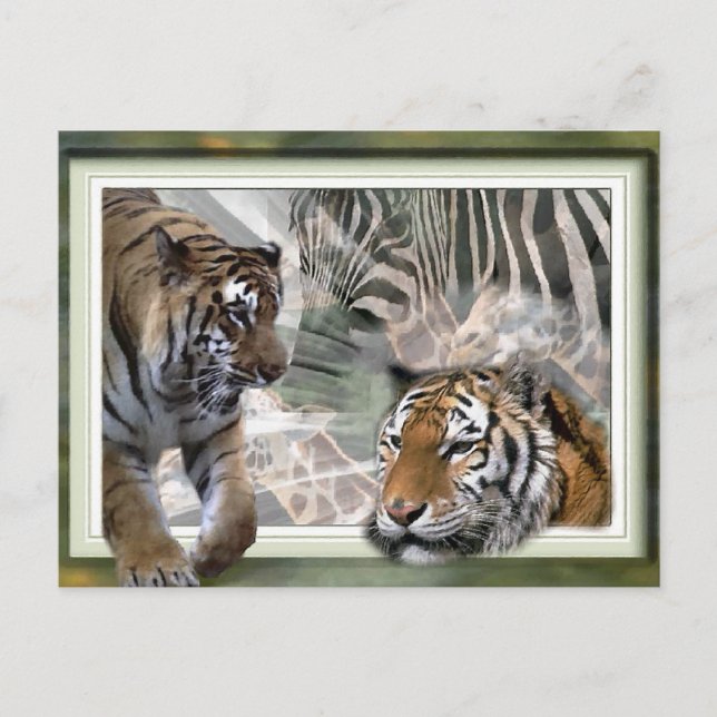 Postal Tigre, cebra, jirafa, amantes de los regalos (Anverso)