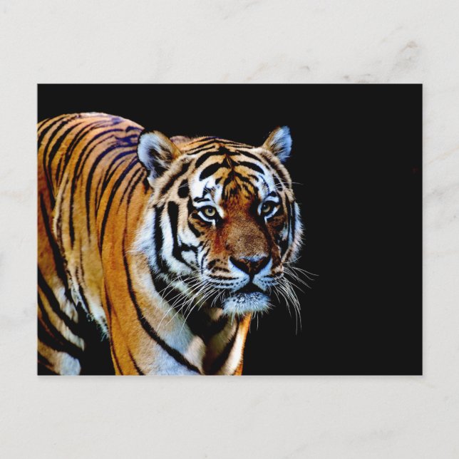 Postal Tigre con fondo negro (Anverso)