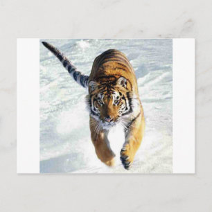 Postal Tigre corriendo en la nieve