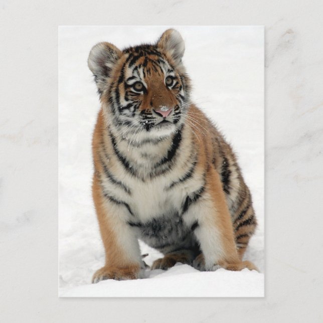 Postal Tigre Cub (Anverso)