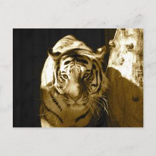 Postal Tigre de Amur en Sepia