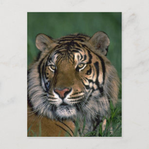 Postal Tigre de Bengala