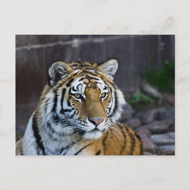 Postal Tigre de Bengala (Anverso)