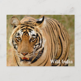 Postal Tigre de Bengala en el Parque Nacional Ranthambore
