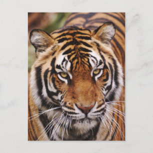 Postal Tigre de Bengala, Panthera tigris